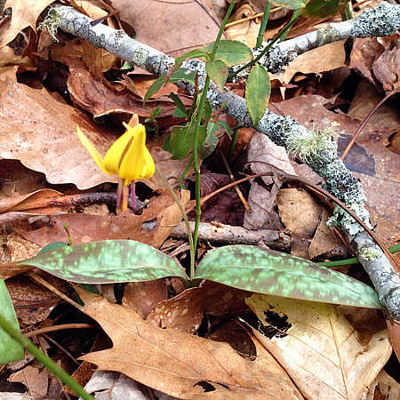 Trout Lily Erythronium Americanum