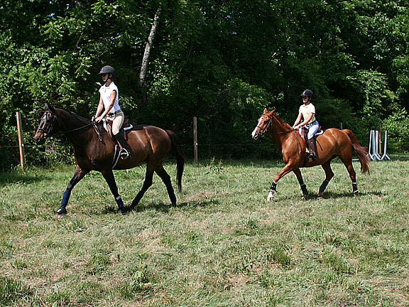 trotting horse lesson