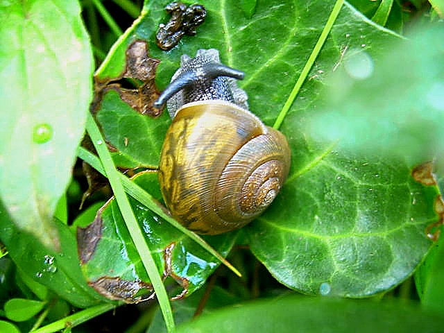 North Carolina Land Snail