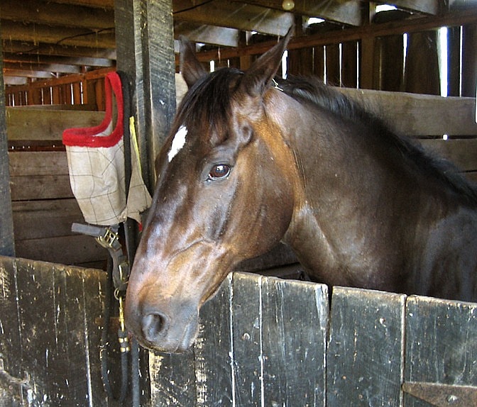 Rockbrook Camp Horses