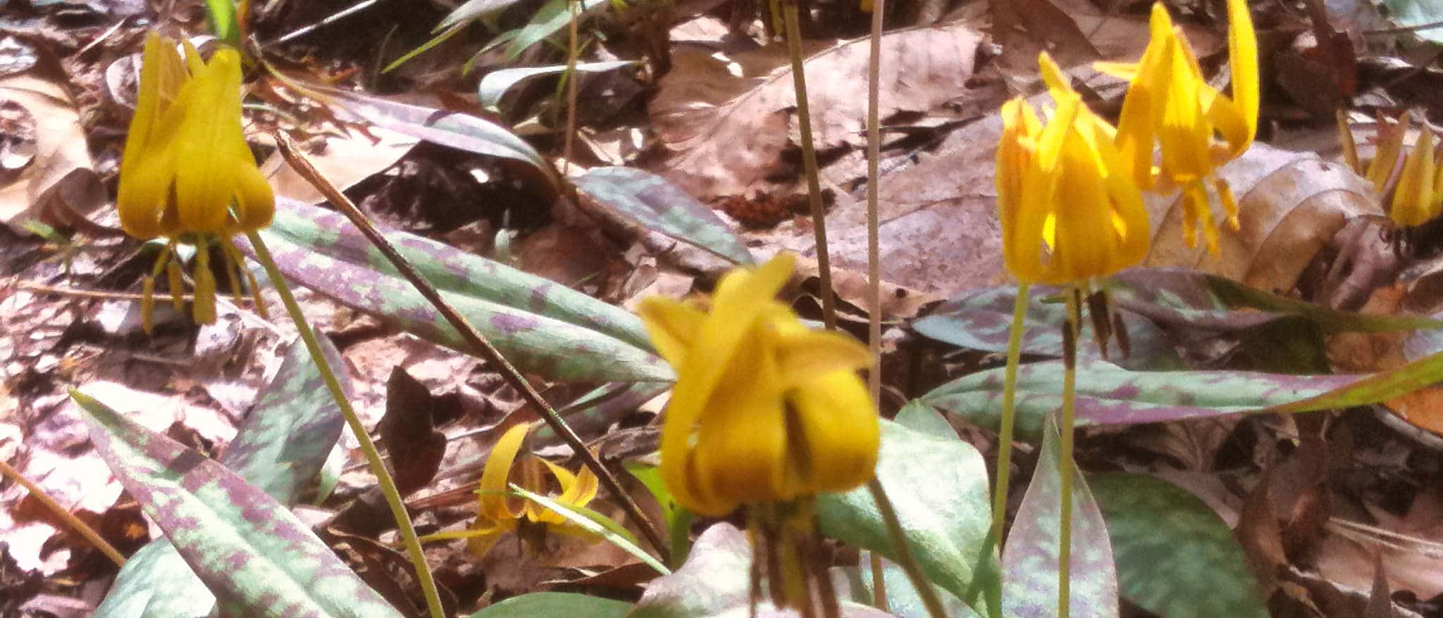 NC trout lily in spring