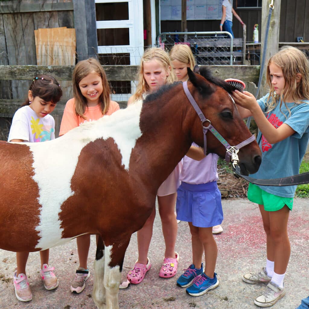camp horse grooming